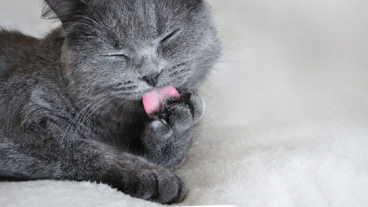 Una gata con cuatro orejas encuentra un hogar y se vuelve furor en Instagram.