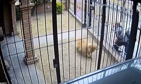 Toda la escena quedó registrada por las cámaras de seguridad de la casa. Toda la escena quedó registrada por las cámaras de seguridad de la casa.