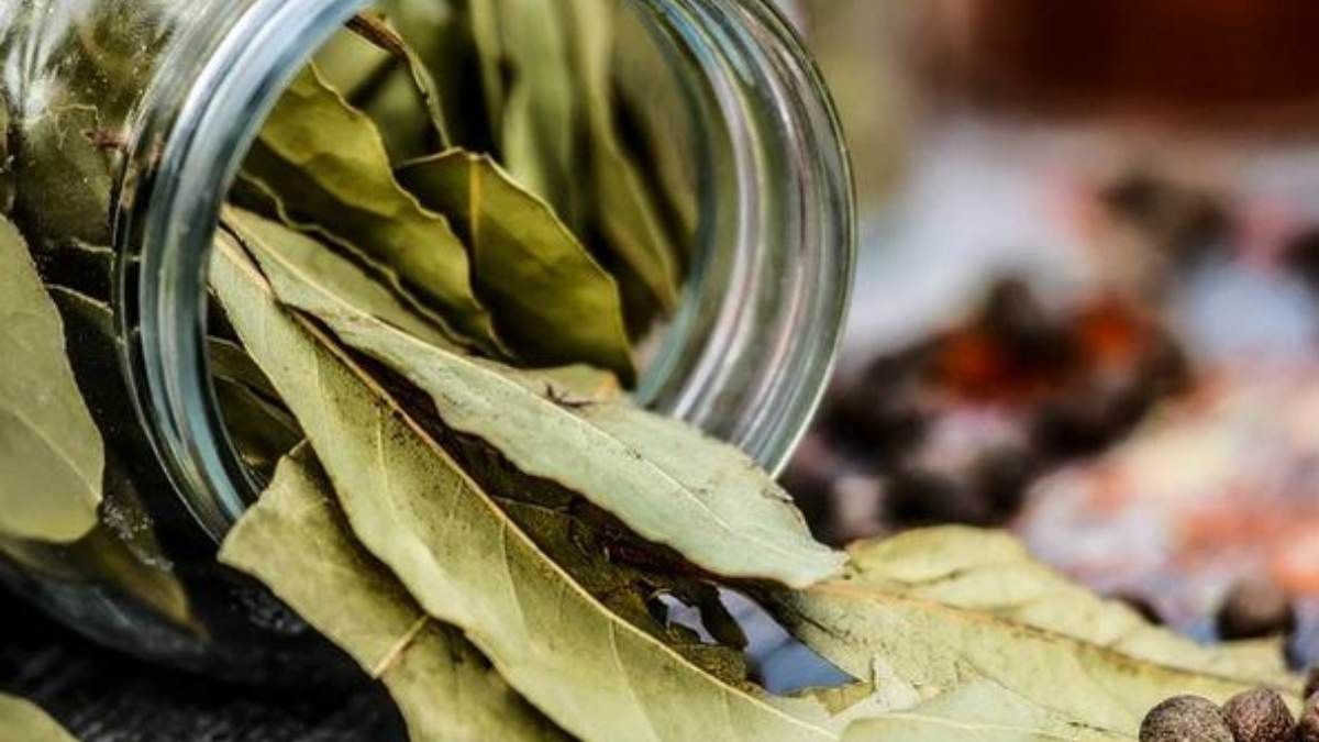 Planta de laurel y sus beneficios.