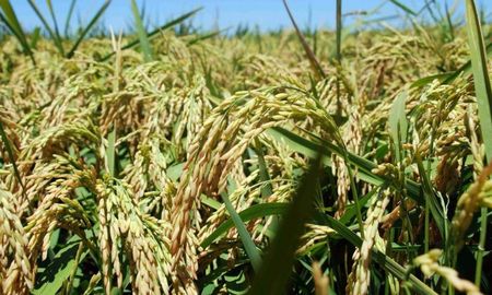 productores arroceros en crisis: precios inviables paralizan la actividad en santa fe productores arroceros en crisis: precios inviables paralizan la actividad en santa fe