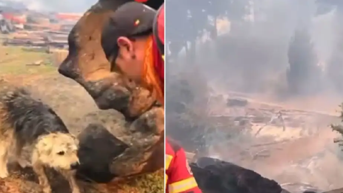 El desgarrador video del perro rescatado del fuego que conmueve a toda la Patagonia