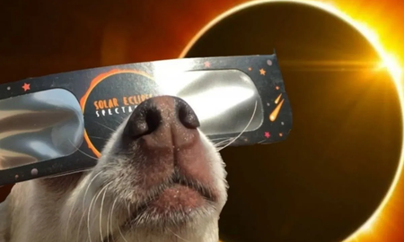 Cómo afectará a las mascotas el eclipse solar Cómo afectará a las mascotas el eclipse solar