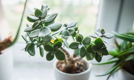 Gracias a su resistencia, esta planta es la compañía ideal para escritorios, aportando un toque de verde que reduce el cansancio visual frente a las pantallas. Gracias a su resistencia, esta planta es la compañía ideal para escritorios, aportando un toque de verde que reduce el cansancio visual frente a las pantallas.