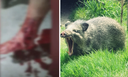 alerta en entre rios: jabalies atacaron y mutilaron a un hombre