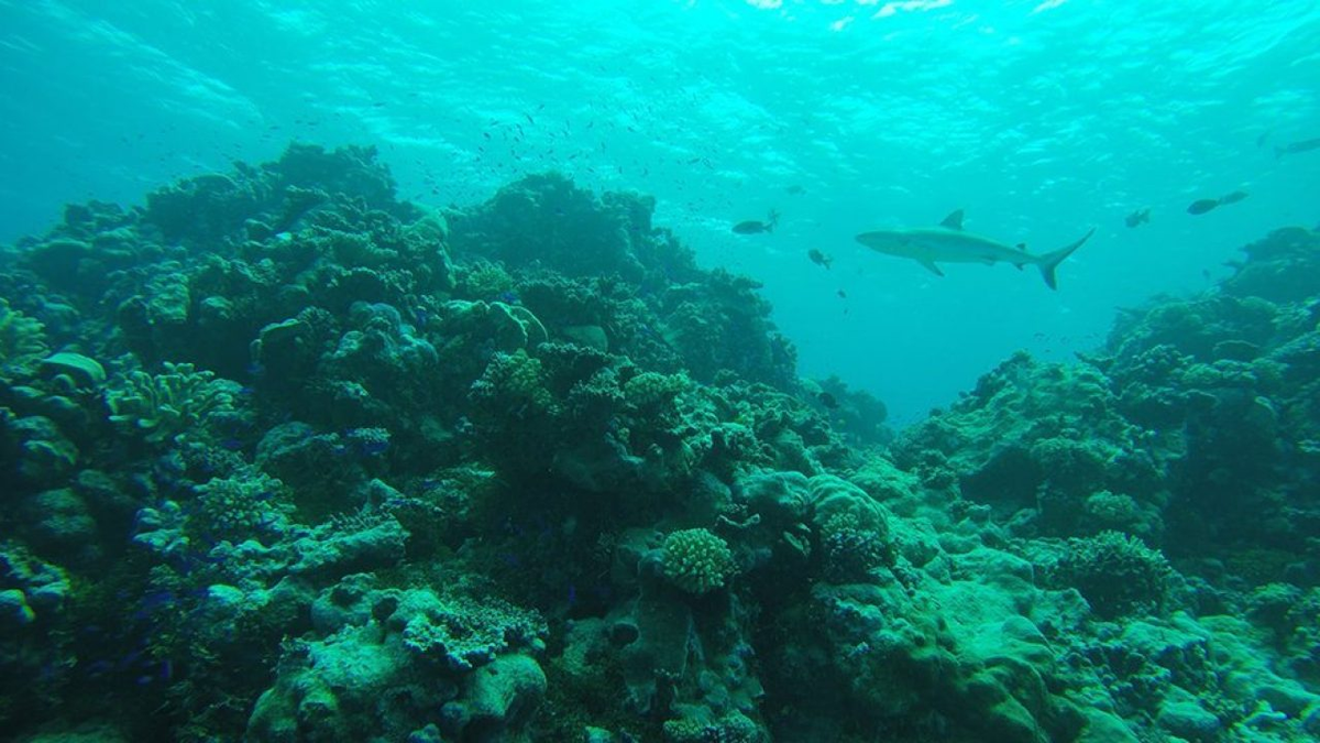 Encontraron vivo a un animal que se creía extinto hace 40 mil años.