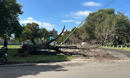 Un árbol de gran porte cayó este miércoles por la mañana en la esquina de Pedro Vittori y Pedro Zenteno, en la ciudad de Santa Fe. Un árbol de gran porte cayó este miércoles por la mañana en la esquina de Pedro Vittori y Pedro Zenteno, en la ciudad de Santa Fe.