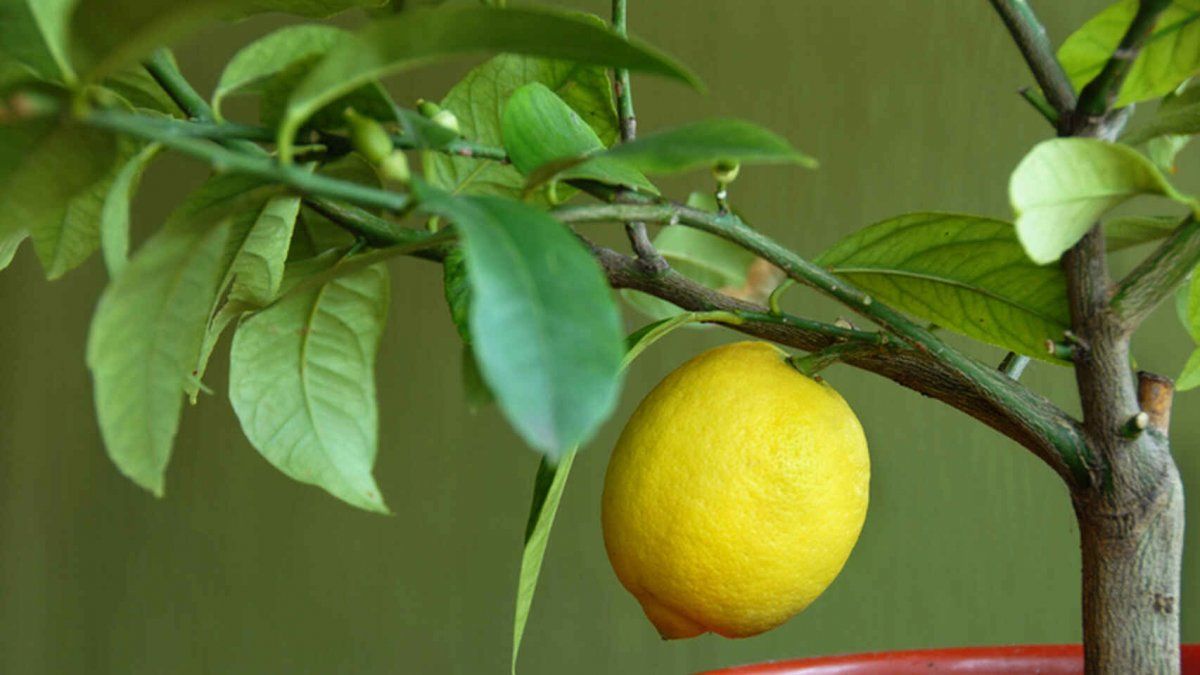 El lim&oacute;n, un aliado perfecto para la limpieza.