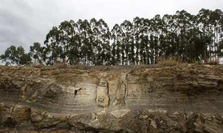 Descubrieron un bosque fosilizado de 290 millones de años en el sur de Brasil Descubrieron un bosque fosilizado de 290 millones de años en el sur de Brasil