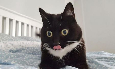 una gata se volvio viral por su cara de asombro una gata se volvio viral por su cara de asombro