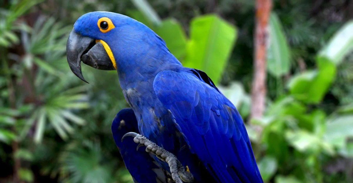 El nacimiento de un guacamayo azul trae esperanzas para la especie