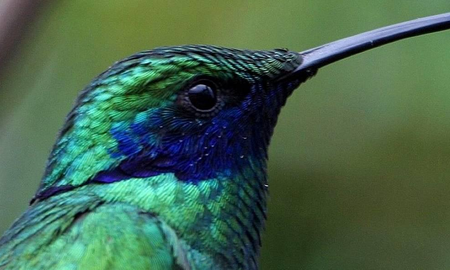 Cuántos colibrís hay en Colombia Cuántos colibrís hay en Colombia