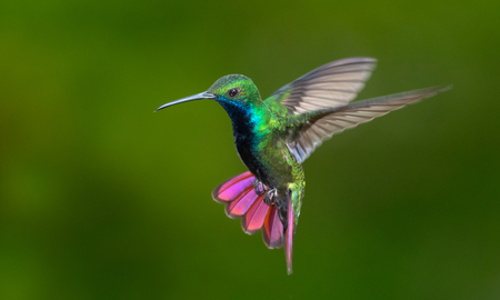 Cuánto pesa un colibrí Cuánto pesa un colibrí