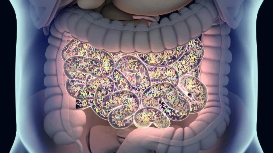 bacterias .jpg