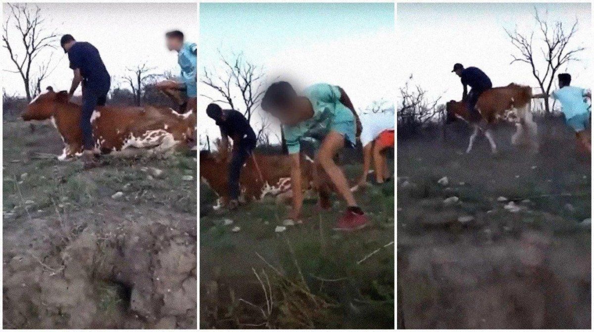 Video indignante: cuatro jóvenes apedrearon, patearon y montaron a una vaca
