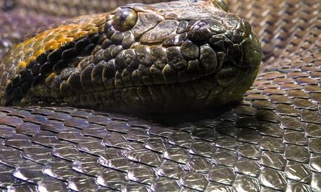 La serpiente terminó murienro al no poder soportar semejante ingesta. La serpiente terminó murienro al no poder soportar semejante ingesta.