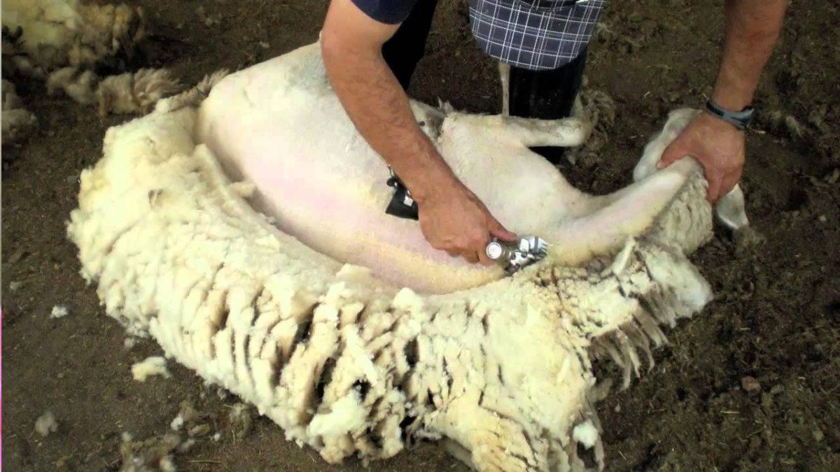 Esquila en Santa Cruz