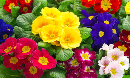 Qué flores conviene plantar en primavera