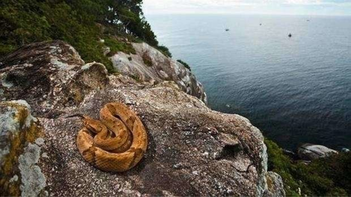 La isla lleva el nombre de una de las serpientes más venenosas del planeta y que solo se encuentra allí. La isla lleva el nombre de una de las serpientes más venenosas del planeta y que solo se encuentra allí.