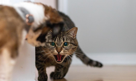 ¿Por qué tu gato te ataca? Causas y cómo evitarlo ¿Por qué tu gato te ataca? Causas y cómo evitarlo