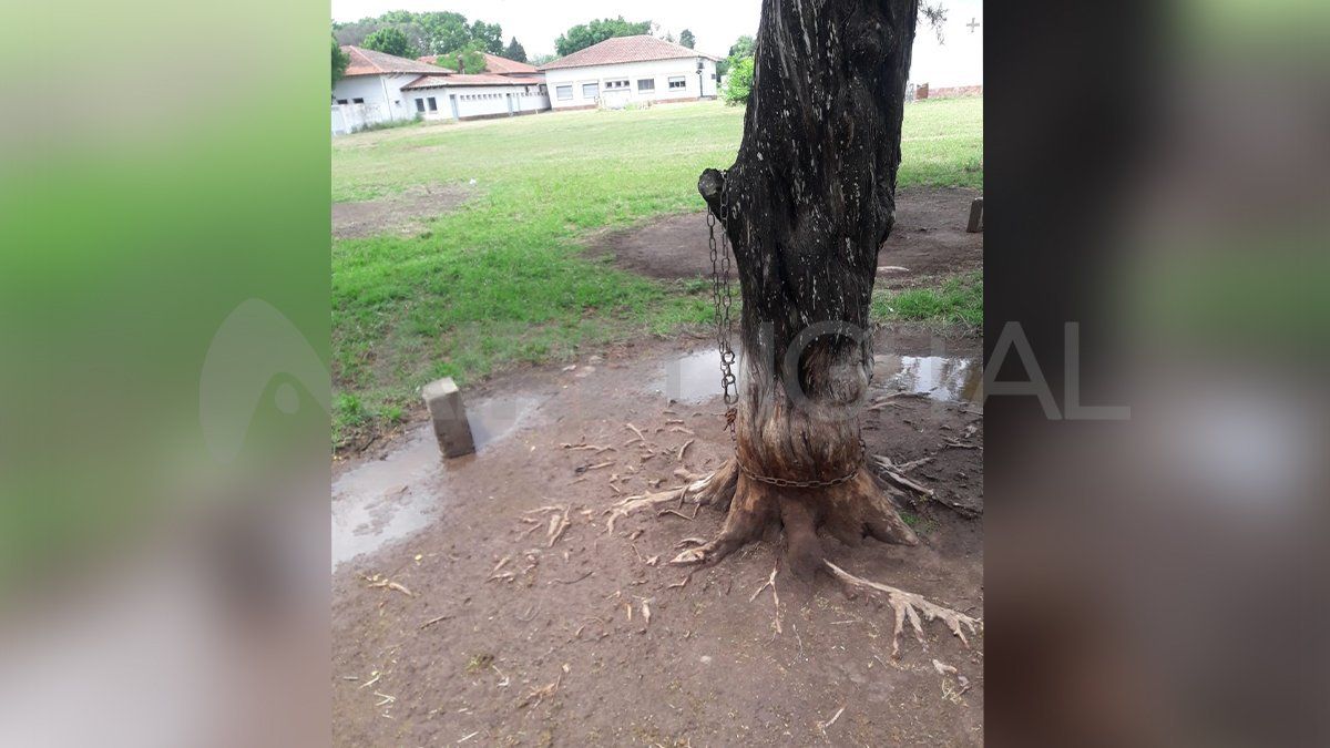 A falta de caniles, algunos de los 17 perros pasan buena parte del día atados a árboles o postes.
