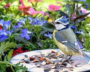 Una preparación casera con semillas puede convertirse en un recurso para atraer aves a jardines y espacios exteriores.