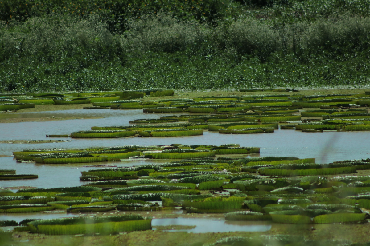 El Parque Nacional Islas de Santa Fe es el destino ideal para quienes quieran conectar con la naturaleza. El Parque Nacional Islas de Santa Fe es el destino ideal para quienes quieran conectar con la naturaleza.
