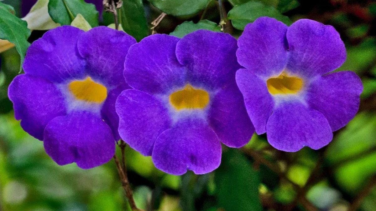 La Thunbergia erecta florece durante todo el verano sin marchitarse. La Thunbergia erecta florece durante todo el verano sin marchitarse.