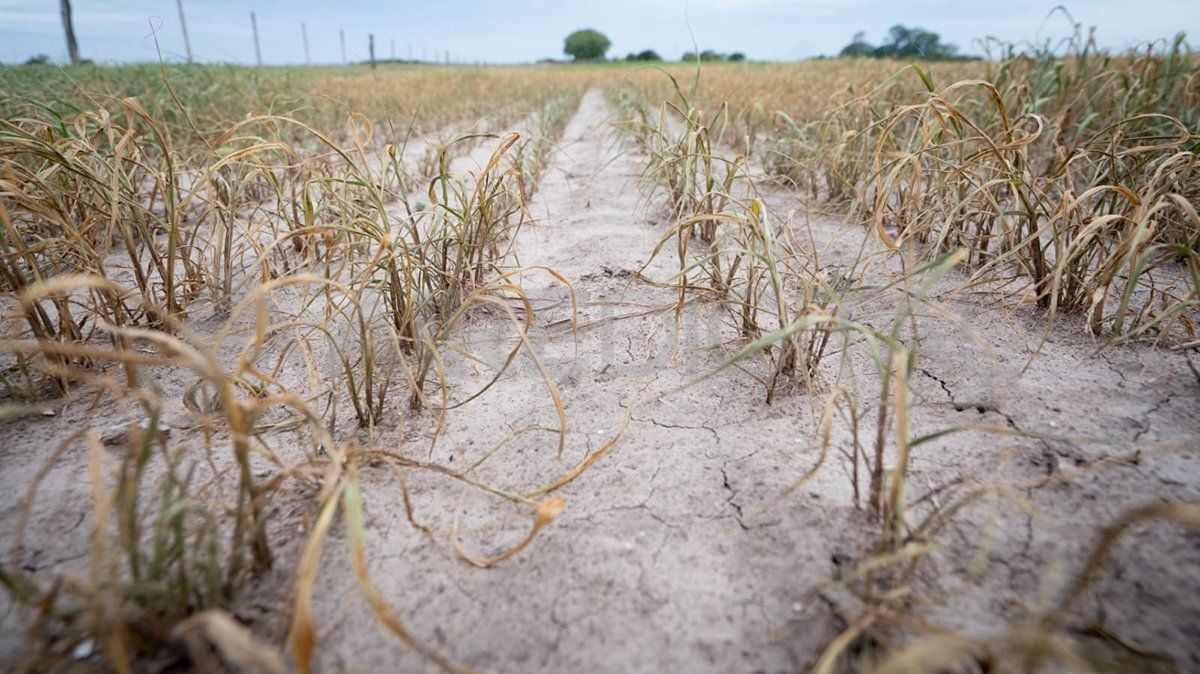 Sequía: declararon la finalización de la La Niña, la fase seca del ciclo climático