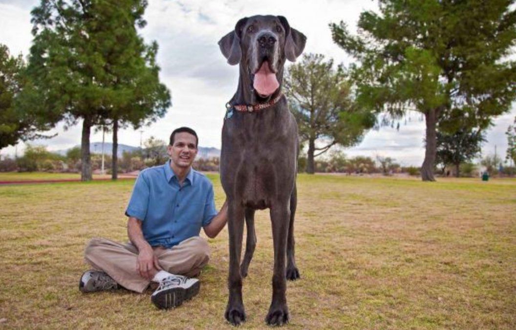 Los diez perros m&aacute;s grandes del mundo en esta nota.