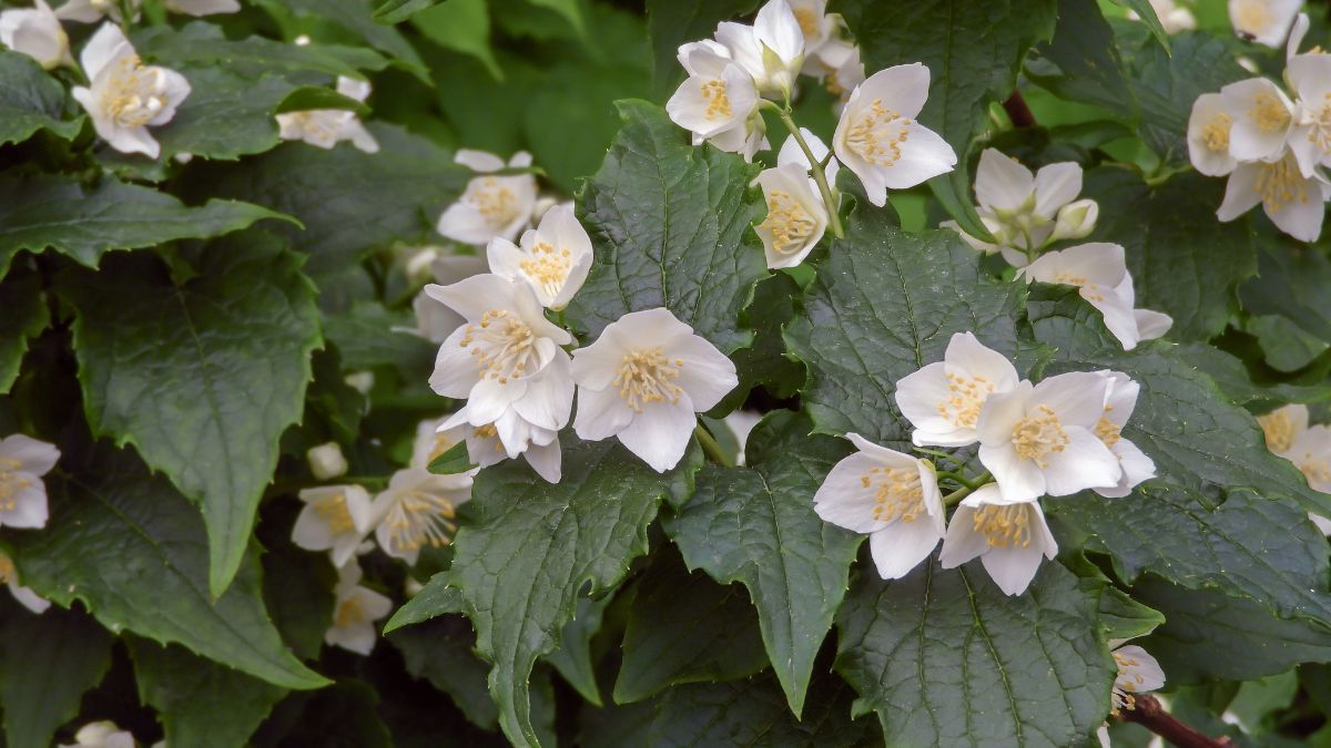 Es un arbusto con flores blancas y perfume intenso que aporta volumen y elegancia al jardín. Es un arbusto con flores blancas y perfume intenso que aporta volumen y elegancia al jardín.