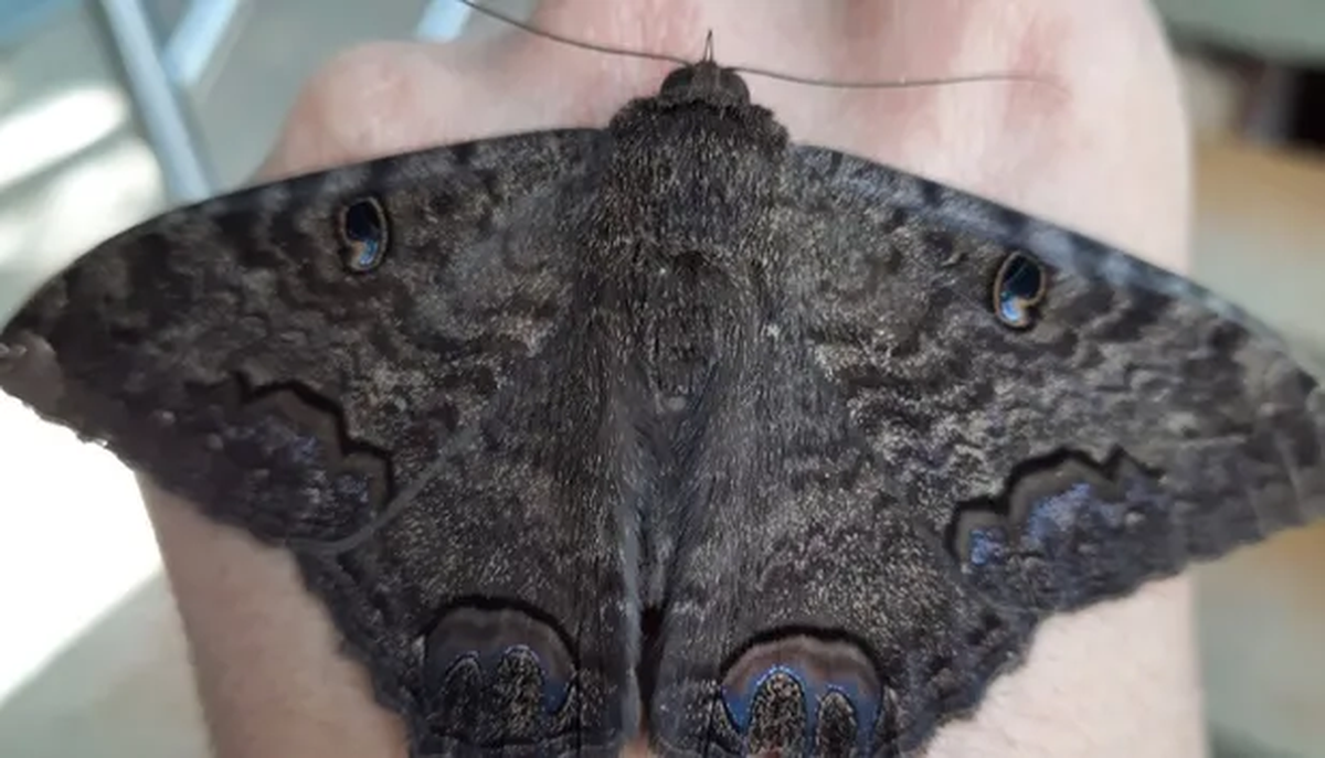 La mariposa negra ¿Anuncio de muerte o mala suerte?
