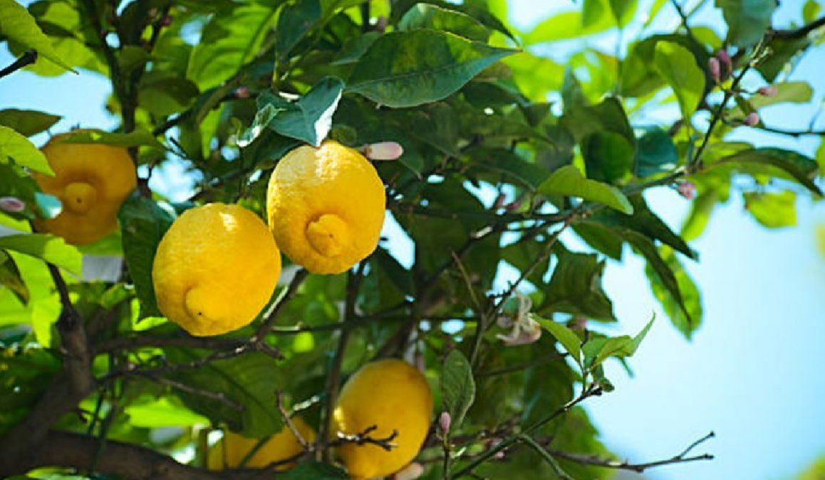 Cómo plantar un árbol de limón en casa en pocos pasos