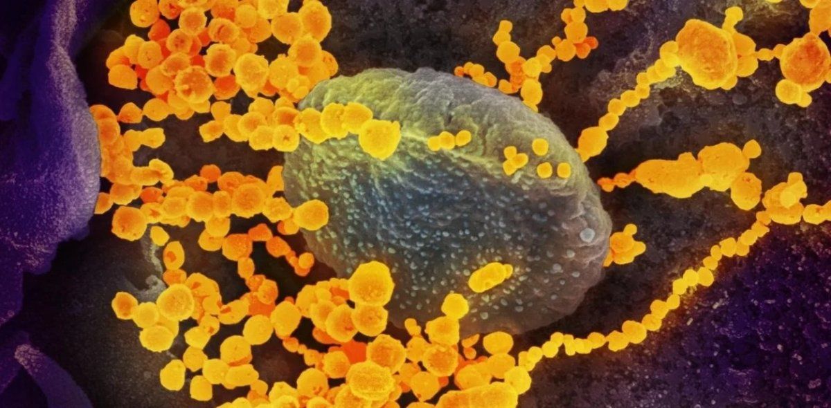 Científicos del Proyecto País hallaron en Argentina una nueva mutación del coronavirus. Foto ilustrativa/Instituto Médico Howard Hugues