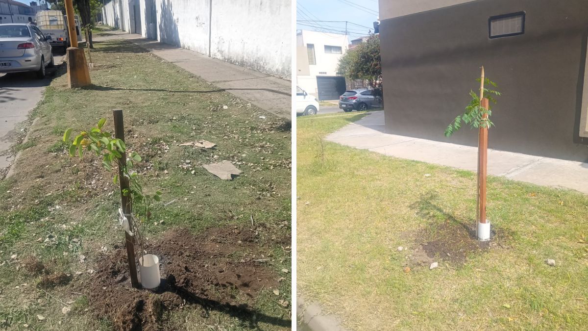 Para pedir tu &aacute;rbol, se debe llamar al n&uacute;mero 0800-777-5000.