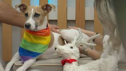 Peligra la salud del perro Arturo de Gran Hermano 2023: será atendido de urgencia este sábado