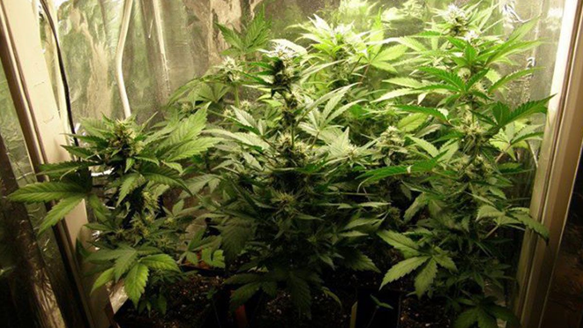 La normativa propuesta autoriza el autocultivo de seis plantas en floración y la cosecha anual de 480 gramos, lo que significan 40 gramos al mes. Esa misma cantidad es la que un usuario está autorizado a comprar en los clubes o cooperativas.