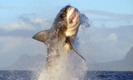 Un tiburón saltó por encima del agua y mordió a un hombre que hacía parasailing. Un tiburón saltó por encima del agua y mordió a un hombre que hacía parasailing.