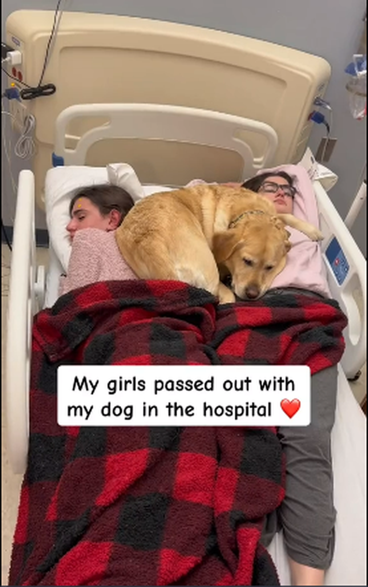  Este perro acompaña y cuida las 24 horas a su dueño Brian Benson, quien se encuentra internado en un hospital de Estados Unidos por una cardiomiopatía.
