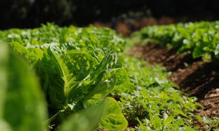 La agroecología es una forma de producir alimentos respetuosa del suelo y de los ciclos naturales. La agroecología es una forma de producir alimentos respetuosa del suelo y de los ciclos naturales.