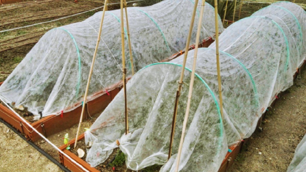 Protección con telas anti heladas