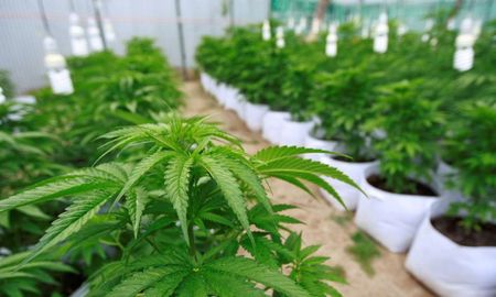 El cannabis medicinal es legal en Argentina. El cannabis medicinal es legal en Argentina.