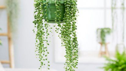 Plantas colgantes: las más fáciles de cuidar y cómo lucirlas en casa