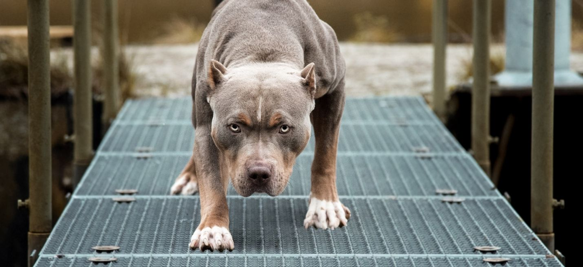 Un pitbull atacó a una beba y tuvieron que sacrificarlo para poder salvarla.