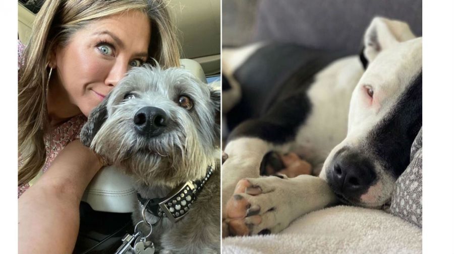 Jennifer Aniston derritió la red 