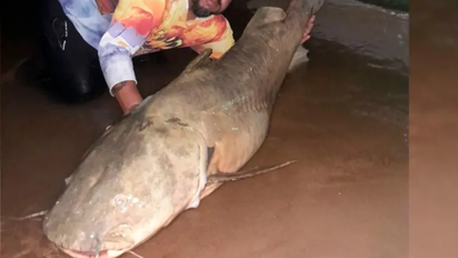 Pesa más de 100 kilos y vive en Argentina: el gigante de los ríos que sorprende al mundo científico