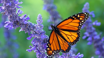 Mariposas: significados espirituales según su color