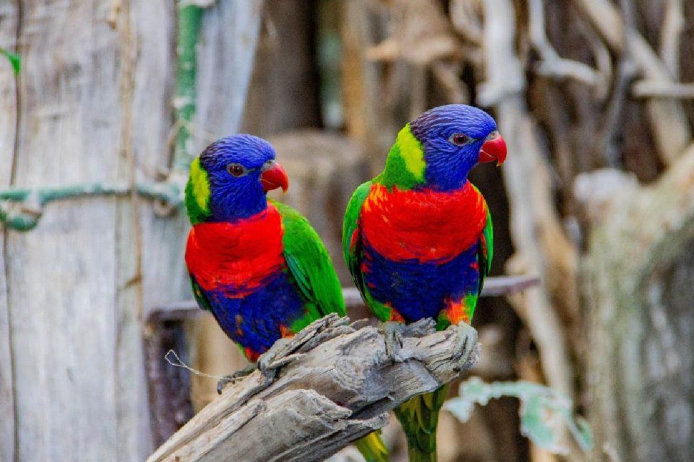 Algunos animales están modificando su morfología en respuesta al cambio climático