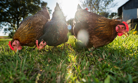 cuales son los beneficios de consumir pollo organico cuales son los beneficios de consumir pollo organico