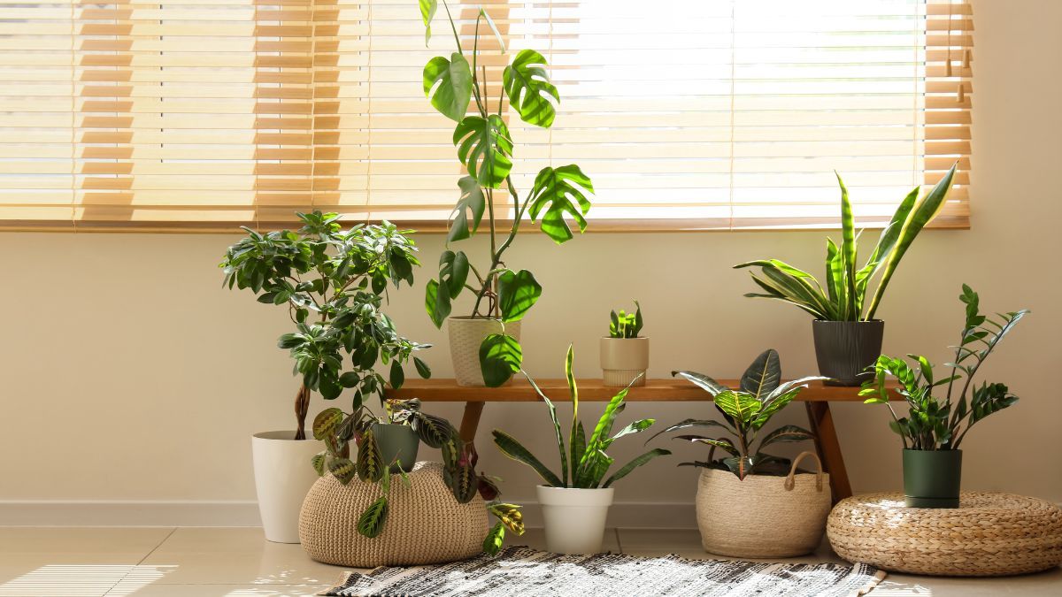 El Feng Shui recomienda esta planta para proteger el hogar y alejar las malas energías