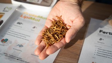 Desde Rafaela, transforman un gusano en alimento animal premium y biofertilizante Desde Rafaela, transforman un gusano en alimento animal premium y biofertilizante
